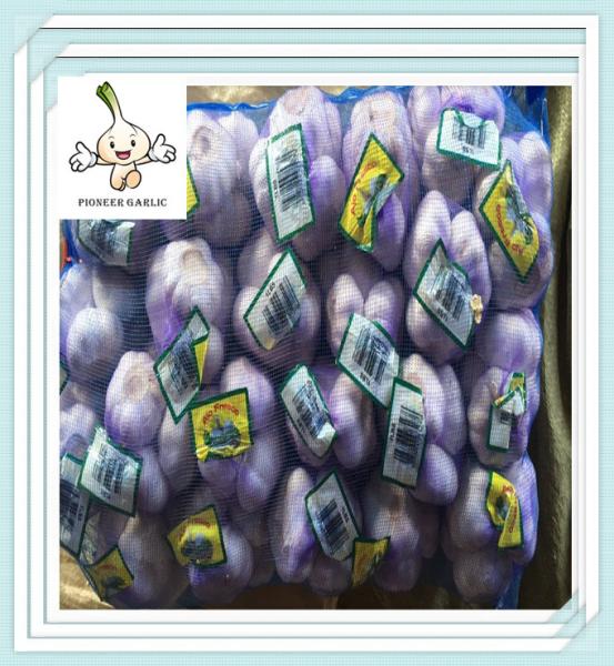 Top quality fresh white garlic ,pure white -normal white fresh ginger and garlic