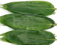 Hoja de bambú 5-11 cm del balanceo fresco verde del sushi para las bolas de masa hervida del arroz