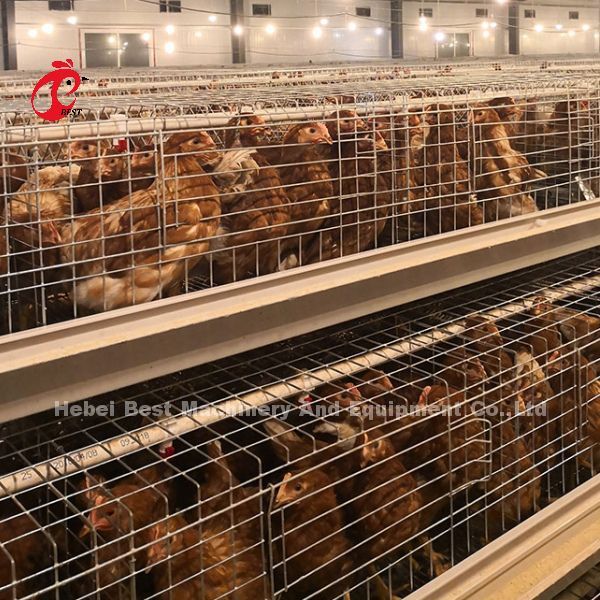 система клетки сельского хозяйства птицы 2.2m, клетка батареи 9 ярусов для слоев Роза