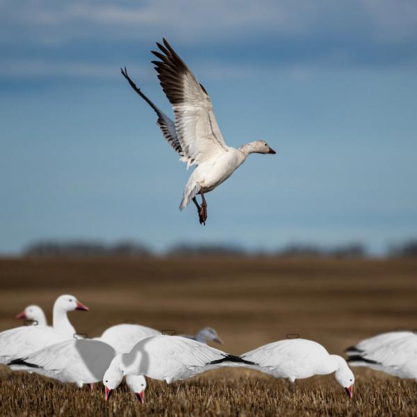 Snow Goose Hunting Decoy Eva Plastic Flocked Silhouette Geese Decoys Juvenile Geese Design