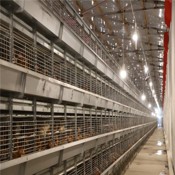 Цыпленоки дня батареи старые арретируют разводить клетку цыпленка для цыпленока слоя