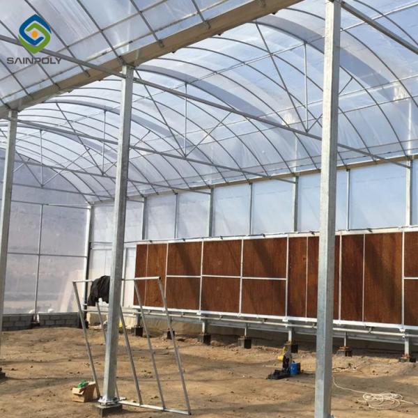Elliptical Pepper 8.0m Plastic Polyethylene Film Greenhouse