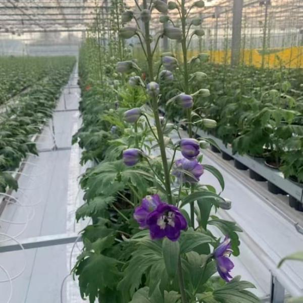 Serre en verre de Venlo pour la culture de fleurs avec culture de substrat