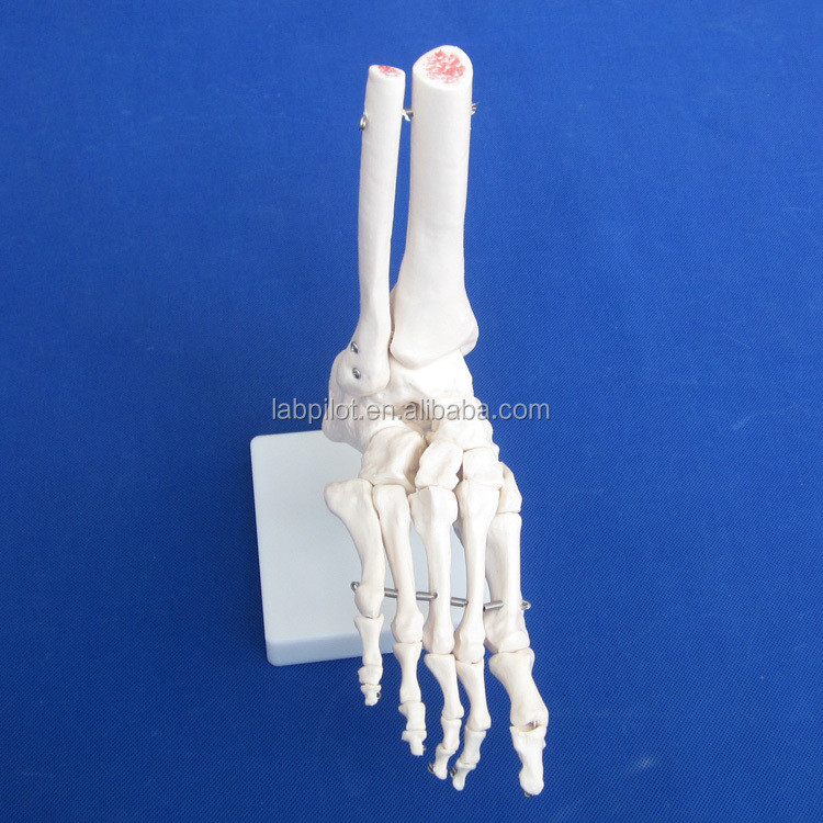 Human Anatomical Models Life-Size Foot Joint Model with Ligament and Bones of Skeleton