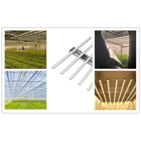 La vertical de 700 vatios LED crece AC100-277V ligero para Argriculture 1,8+ Umol/J