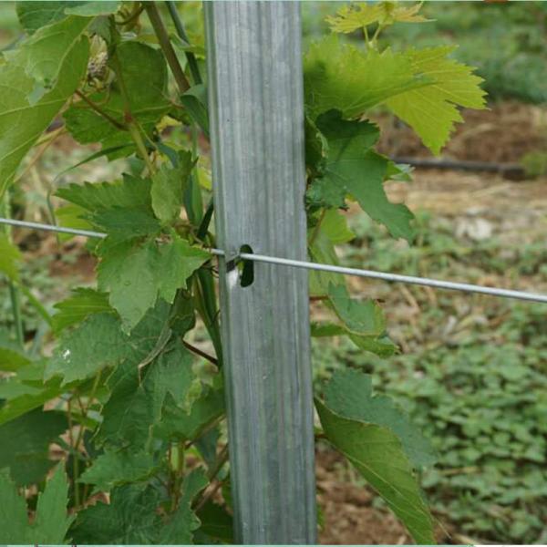 2.4m 2.5m Galvanised Steel Vineyard Posts Substitute Of Cement Posts And Wooden Posts