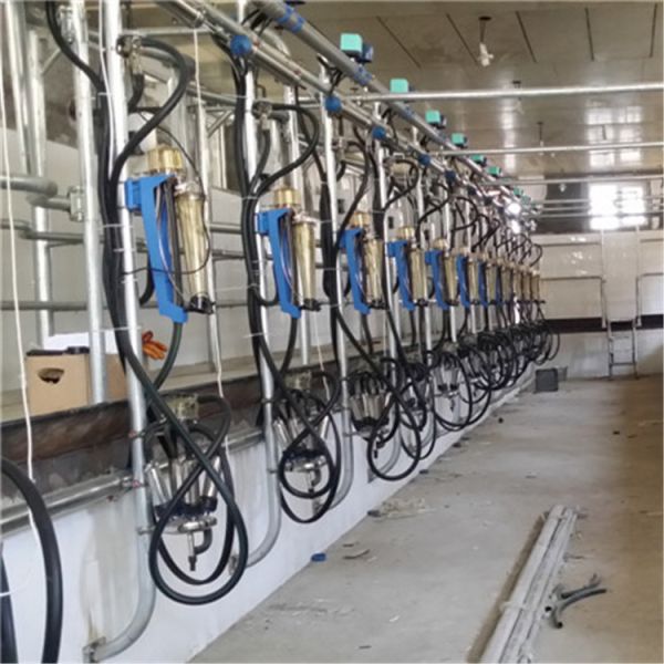 Automatic Milking Parlor System with ACR Automatic Cluster Remover and Waikato Milk Meter in Herringbone Structure