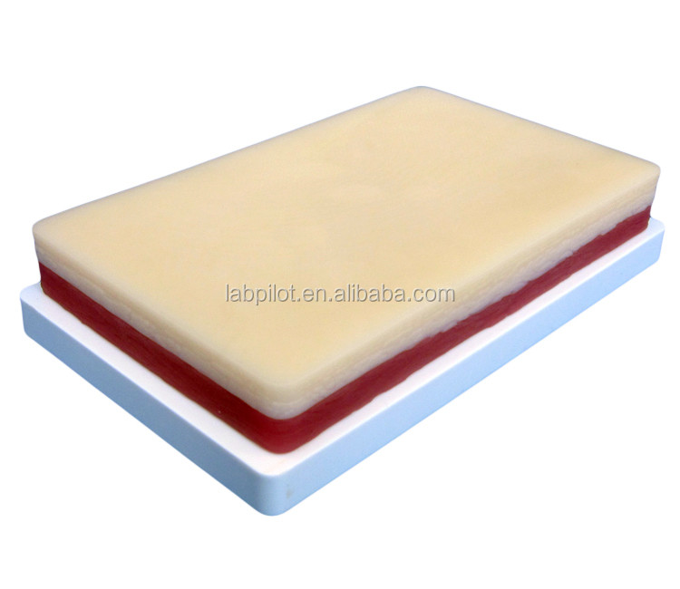 Advanced Surgical Muscle and Skin Suture Practice Model for Teaching Clinical Skills