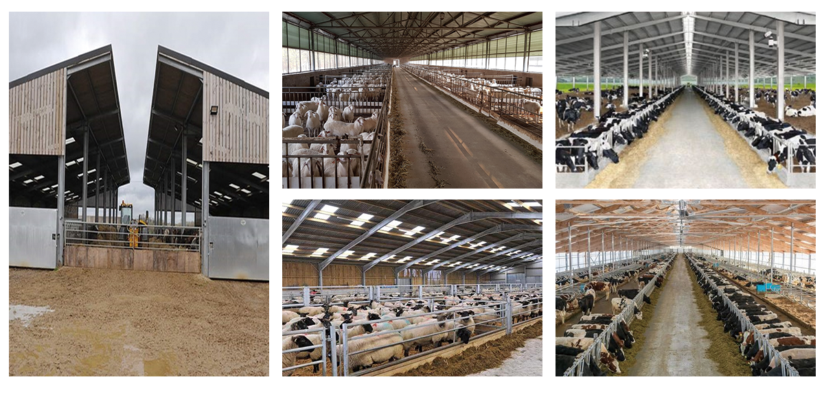 Prefabricated Steel Structure Livestock Building Poultry Farm Barn Animal Husbandry Shed