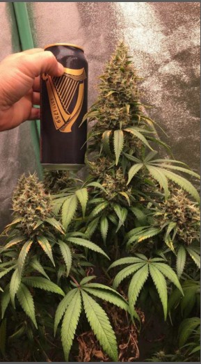 2x4 Hydroponic 385nm UV Grow Lights Quantum Board LM301H 240W V4