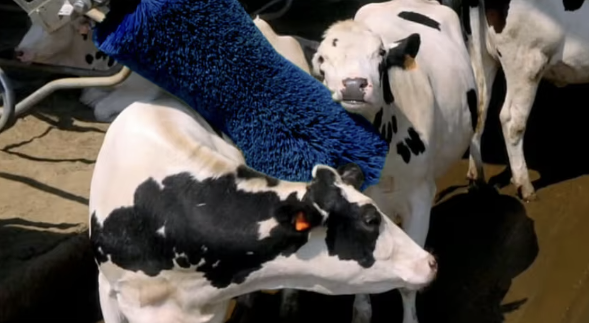 Automatic Rotatable Cow Body Brush with 100W Motor Power and 50*60cm Size for Livestock Massage and Grooming