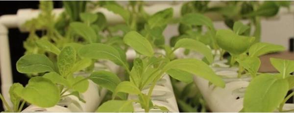 5 gallon Plastic Smart Ginger or Potato Planting Pots for home garden,PP potato grow pot planting bag,potato planter pot