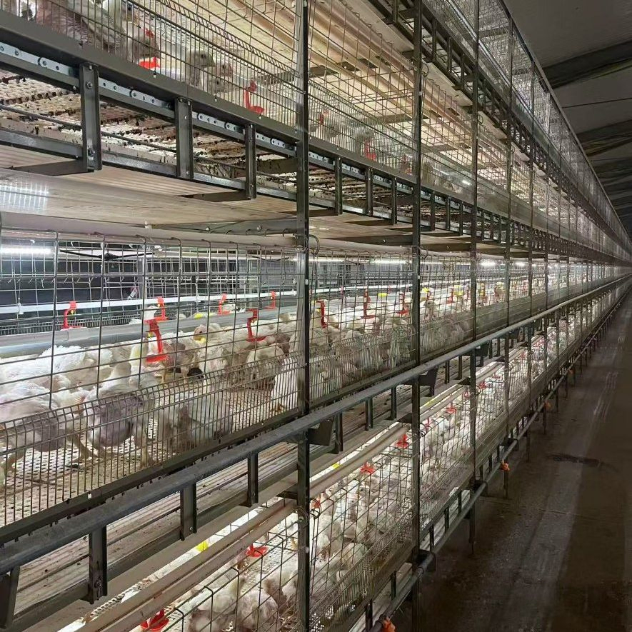 H Type Broiler Cage System Multi Tiers Chicken Broiler Cage With Harvesting System
