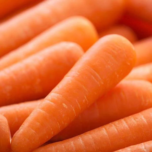 Farm Fresh RAINLAND Organic Orange Red Carrots Pure Natural Agricultural Produce Top Grade 2024 Crop Exported From China