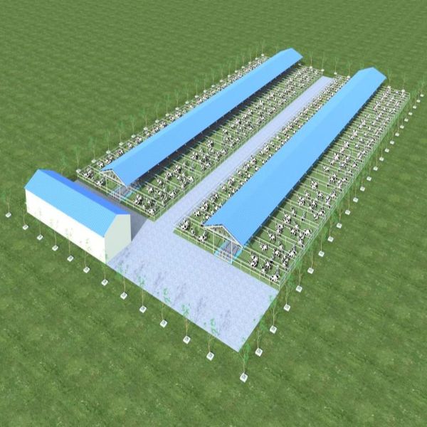 Prefabricated Steel Structure Cattle Shed for Dairy Farm