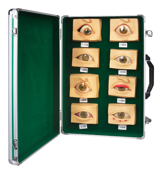 Oculopathy model (20pcs/set ) Human Anatomy model advanced color painting training simulator