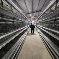 Type région de H du système 450cm2/Bird de cage de batterie de Chambre ouverte de 2.5mm