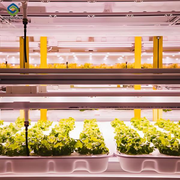 High Yield Agricultural Lettuce Greenhouse With Intelligent Control System