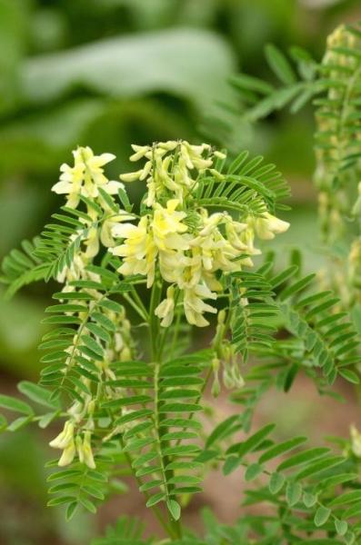 Manufacturer supply Astragaloside IV 0.3%-98%, CAS No.: 84687-43-4, 100% Astragalus Root Extract, Pharma standard
