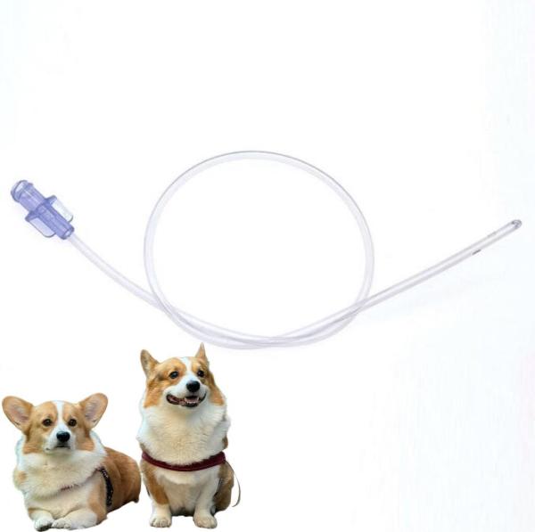 Dog Urinary Catheter Placement in Dogs Durable Solutions for Pet Care