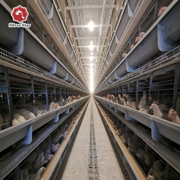Poultry Cage/cages for Laying Hens Used/chicken Breeding Equipment