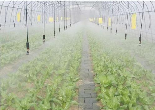 Galvanized Steel  Hoop Style Greenhouse , Vegetable Pe Film Greenhouse Side Height 1 / 2m