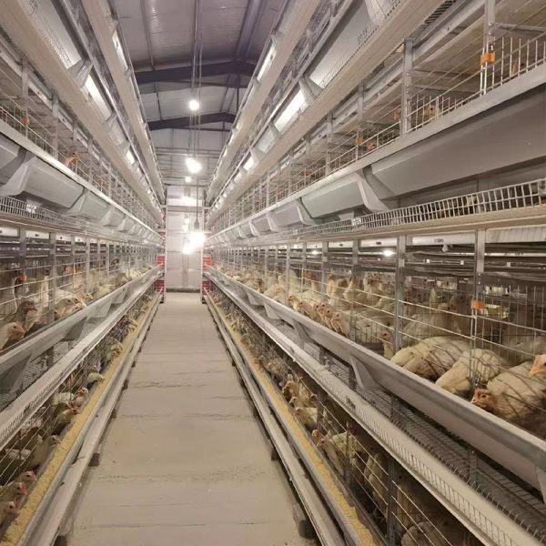 H Type Automatic System Chicken Cage layer Poultry Farming Equipment