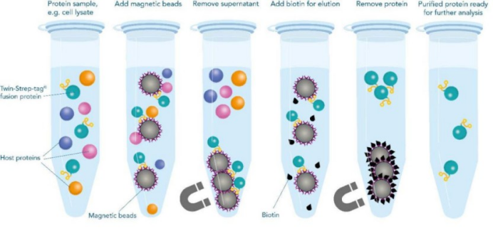 Magrose Strep Tactin Magnetic Beads Superparamagnetic microparticle