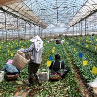 Estufa crescente do período do filme plástico do sistema da agricultura multi para o cultivo