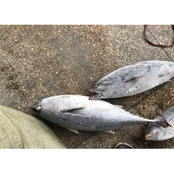 Natural Color 1.5kg Seafood Frozen Bonito Tuna For Smoked