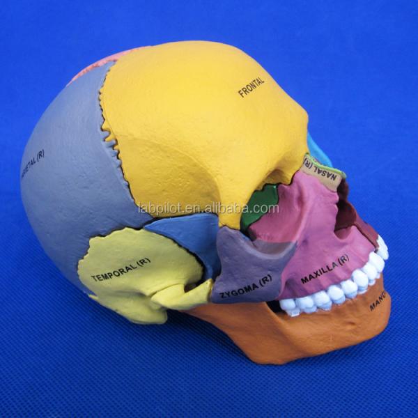 Advanced PVC Colored Skull Model Assembly for Anatomical Demonstration Demonstration