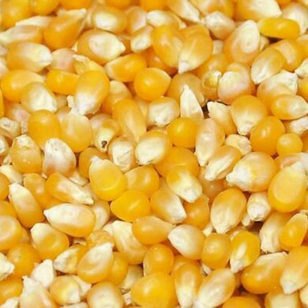 Оборудование засыхания мозоли NRS1.8*12 8r/Min 32kw