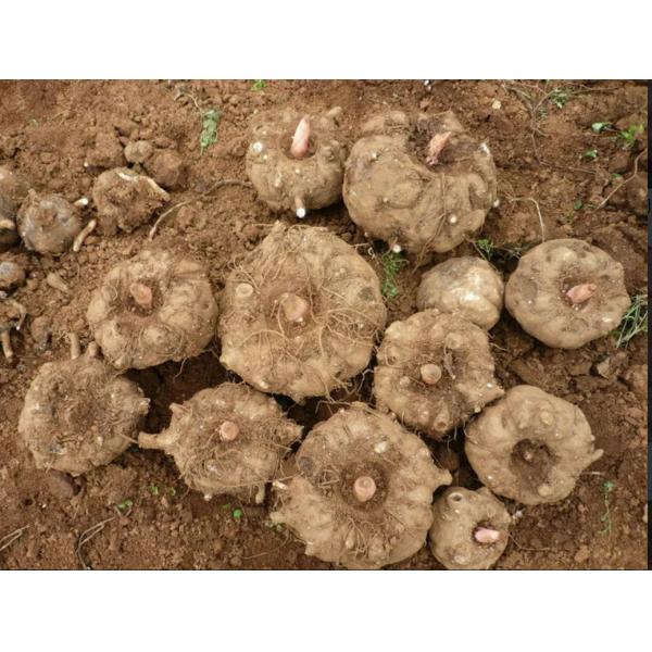 High Quality Konjac Glucomannan Powder with After Services & Dry Place Storage, No Known Allergens