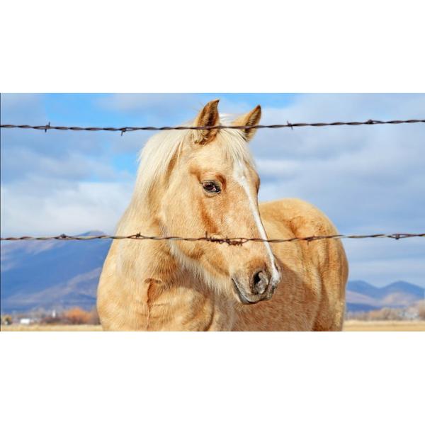 Противоскалочная горячепоташенная оцинкованная колючая проволока для фермы Зимбабве Длина на рулон