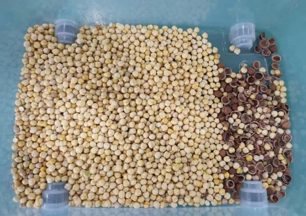 automatic Ccd Peanut beans Color Sorter with High Capacity performance