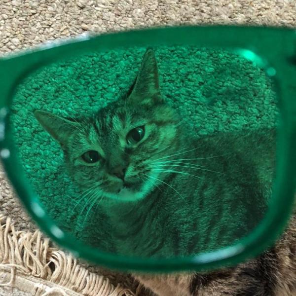 135x158x40mm Colour Therapy Sunglasses Translucent Green Tinted Lenses