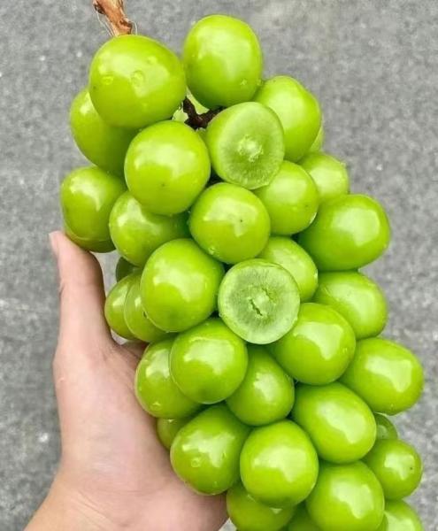 Selladora de bandejas de expansión vertical para uvas Sunshine Rose