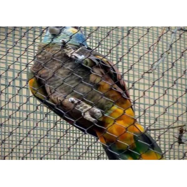 Ss 304 Ss 316 Stainless Steel Wire Rope Mesh Stainless Steel Ferrule Rope Mesh for Sale