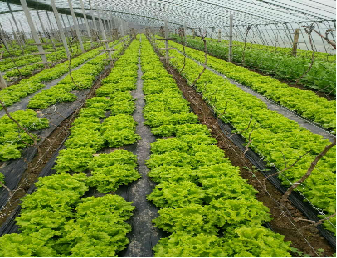 Customized Size Lettuce Green House Easy Installation With Sliding / Swing Door