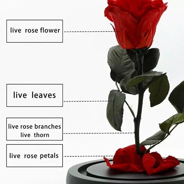 Beautiful Rose Flowers Everlasting Rose Preserved Flower Eternal Rose in Glass