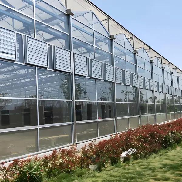 Invernadero inteligente de vidrio Venlo para el cultivo de frijoles