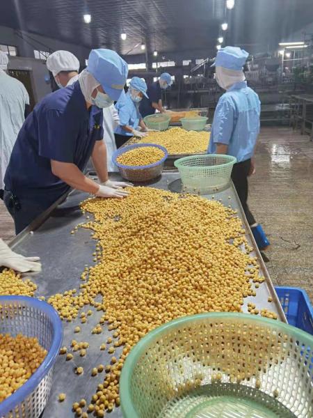 ISO 400g No Impurity Canned Chick Peas In Brine