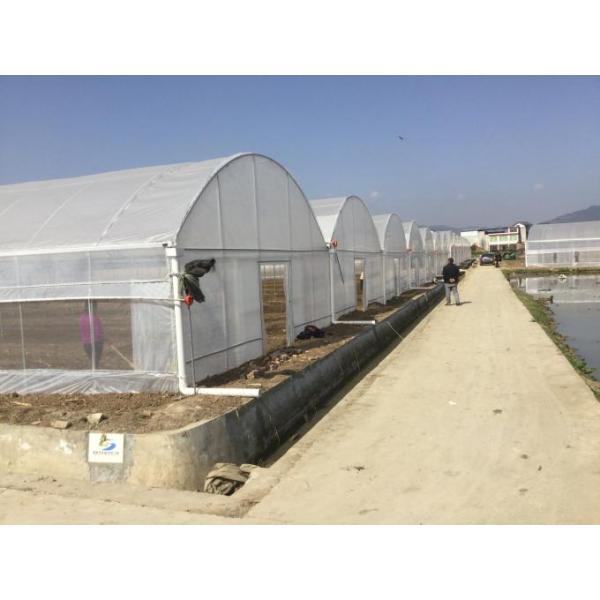 Plastic Film Commercial Glass Greenhouse For Strawberry Tomato Lettuce