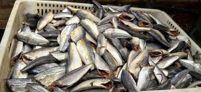 Frozen Horse Mackerel HGT 7-9cm 18 Months Shelf Life