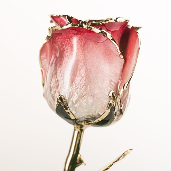 Gold Trimmed Rose Everlasting Rose  Natural Rose with Stem Present  Rose Gift Valentine Mother Day Preserved Flowers Supply