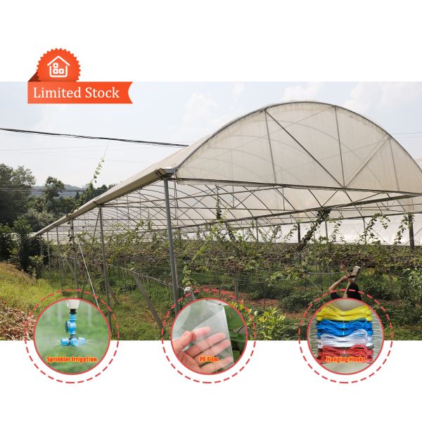 Economical Multispan Rain Shelter Greenhouse with Hot Galvanized Steel Frame for Plants Cultivation