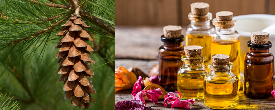 Hotel Diffuser Fragrance With Free Sample Pine Forest Flavor Oil For Reed Stick &Cold Scented Candle& Diffuser Fragrance Making/Production Home Spray