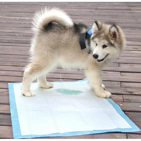 Disposable Pet Pee Pad