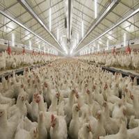 Durable Steel Structure Poultry House for Livestock Farming