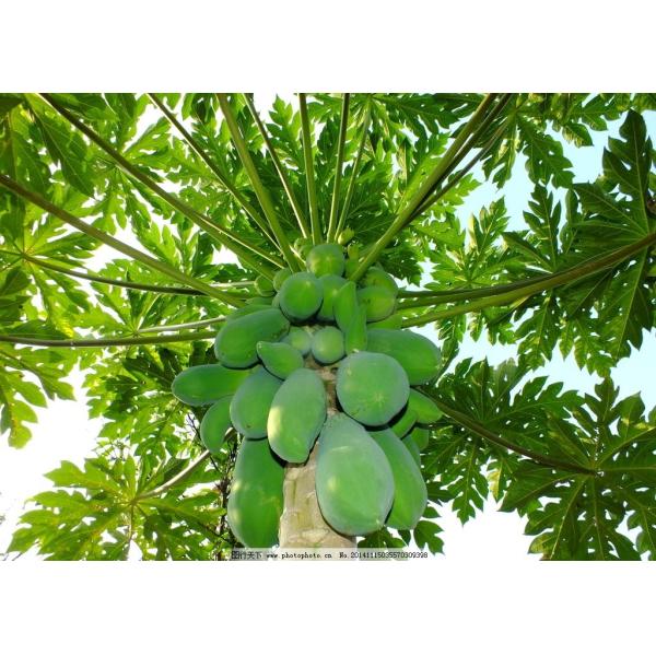 Do micronutriente Foliar do adubo do boro do cálcio de 14% cultivo orgânico das maçãs